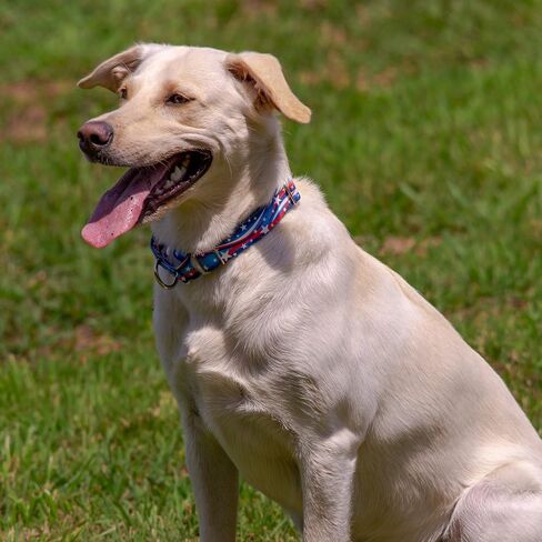 Country Brook Petz - نجمة مارتينجال اللامعة مع إبزيم فاخر - مجموعة أمريكانا تتميز بتصميمات وطنية (5/8 بوصة، صغير) in Saudi Arabia