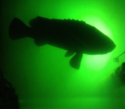 Underwater Fish Light Extra Bright Vibrant Green 250W Single Light for Docks with 50’ of Marine Grade Wire, Easy to Install, Dusk to Dawn Operation, Salt or Fresh Water, Guaranteed to Attract Fish in Saudi Arabia