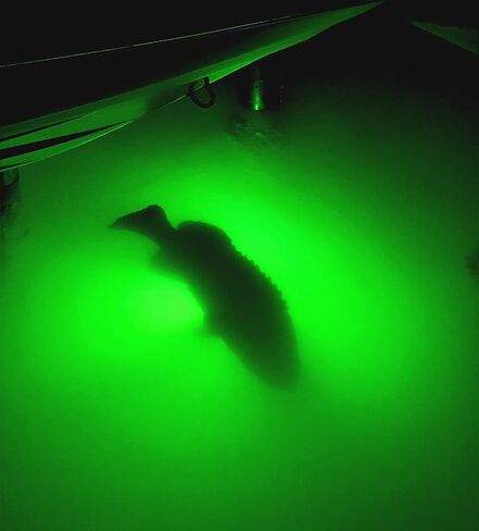Underwater Fish Light Extra Bright Vibrant Green 250W Single Light for Docks with 50’ of Marine Grade Wire, Easy to Install, Dusk to Dawn Operation, Salt or Fresh Water, Guaranteed to Attract Fish in Saudi Arabia