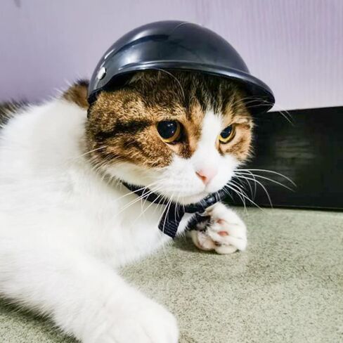 Pet Travel Cool Protective Helmet - Stylish Motorcycle Helmet for Cats and Dogs, Universal Fit for a Trendy Look 120 in Saudi Arabia