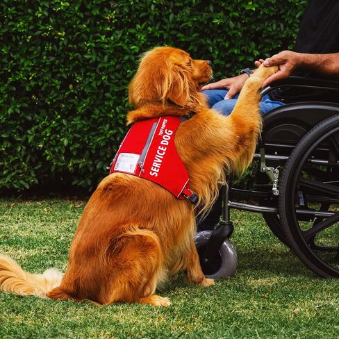 سترة Tuff Pupper Service للكلاب مع جيب لبطاقة الهوية | لا يوجد مرفق المقود | أبازيم مغناطيسية سريعة الإصدار | تقليم عاكس | مقاس قابل للتعديل | مريح ومتين | مصممة للكلاب الصغيرة (الأحمر، المتوسط) in Kuwait