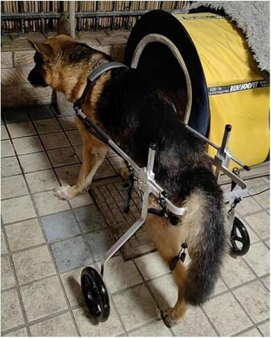 Large Pet Dog Wheelchair for German Shepherd, M/XL/XXL/XXXL Adjustable Mobility Rehabilitation Wheels, Disabled Hind Legs Walking for 15 to 60kg Dog in Saudi Arabia