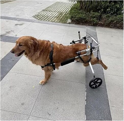 Large Pet Dog Wheelchair for German Shepherd, M/XL/XXL/XXXL Adjustable Mobility Rehabilitation Wheels, Disabled Hind Legs Walking for 15 to 60kg Dog in Saudi Arabia