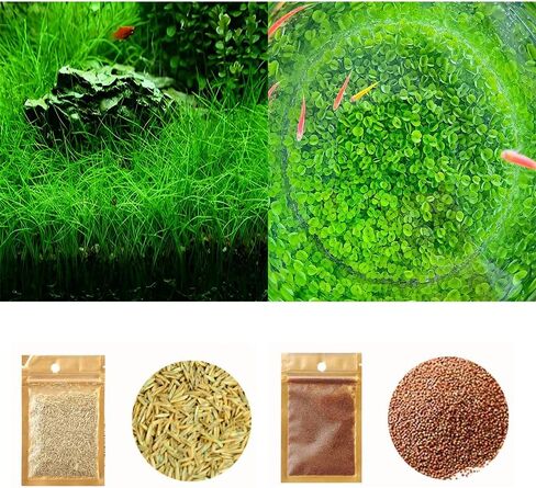 مجموعة من قطعتين من بذور نباتات حوض السمك، وليست نباتات بلاستيكية صناعية. استبدال ديكور خزان العشب الحقيقي للراتنج أو العشب البلاستيكي N0:9527-13 in Kuwait