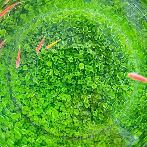 مجموعة من قطعتين من بذور نباتات حوض السمك، وليست نباتات بلاستيكية صناعية. استبدال ديكور خزان العشب الحقيقي للراتنج أو العشب البلاستيكي N0:9527-13 in Kuwait