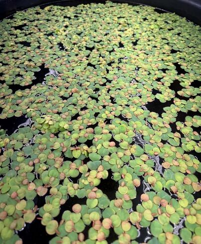 نباتات أحواض السمك الحية ذات الجذور الحمراء، Phyllanthus Fluitans، أكثر من 100 ورقة نبات مائي عائم in Saudi Arabia