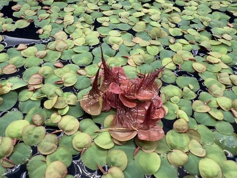 نباتات أحواض السمك الحية ذات الجذور الحمراء، Phyllanthus Fluitans، أكثر من 100 ورقة نبات مائي عائم in Saudi Arabia