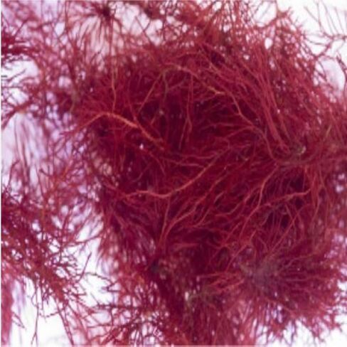 يعيش الشجيرة الحمراء Gracilaria الطحالب الكبيرة الشعاب المرجانية Refugium نبات المياه المالحة البحرية المائية in Saudi Arabia