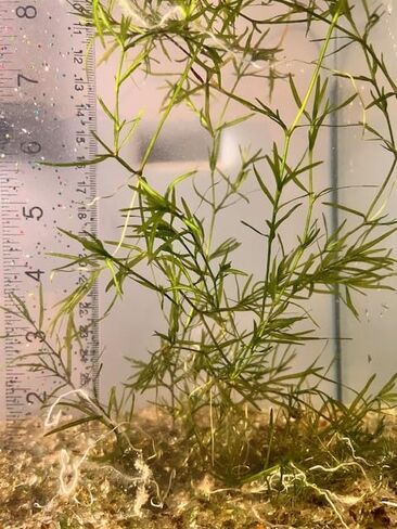 Live Guppy Grass (Najas guadalupensis) – Fast Growing Oxygenating Aquarium Plant for Shrimp, Guppies, and Fry – Easy Care Floating or Rooted Bunch – Freshwater Aquarium Plant in Saudi Arabia