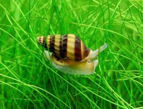 Assassin Snails - 10 pack in Saudi Arabia
