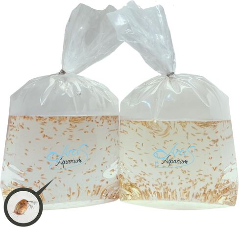 500+ Live Daphnia Magna (2 Packs – 250 Each) | Premium Living Culture Feeder for Freshwater Fish, Fry, Shrimp, Axolotls & Aquatic Pets – Planktonic Crustacean, Water Fleas, Aquatic Live Food in Saudi Arabia