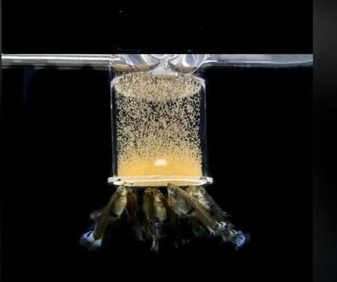 Brine Shrimp Eggs Fish Food - Sea Monkey Eggs 90% Hatch Rate Aquatic Foods for Freshwater & Saltwater Fish, Shrimp, Fry (0.7oz) in Saudi Arabia