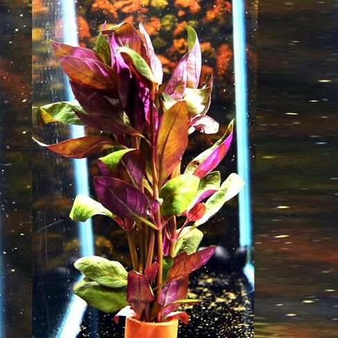 حار! Alternanthera Lilacina Bunch Water Water Live Aquarium Plant الديكور الأحمر ينبع in Kuwait
