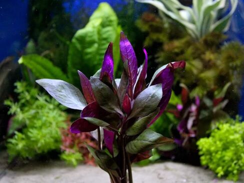 حار! Alternanthera Lilacina Bunch Water Water Live Aquarium Plant الديكور الأحمر ينبع in Kuwait