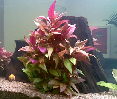 حار! Alternanthera Lilacina Bunch Water Water Live Aquarium Plant الديكور الأحمر ينبع in Kuwait
