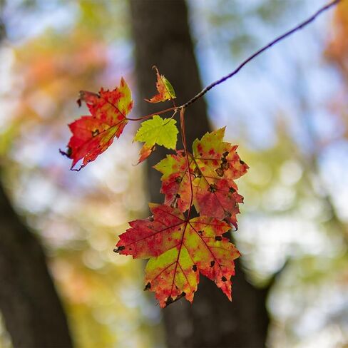 Sigma 30mm f/1.4 DC DN Contemporary Lens for Sony E-Mount Cameras + Sunshine Photo Basic Bundle in Kuwait