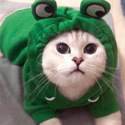 Winter Dog Hoodie, Warm Dog Sweatershirt, Cold Weather Clothes, for Small Dogs & Cats 2XL in Saudi Arabia