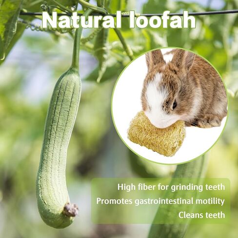BNOSDM Bunny Chew Toys Natural Loofah 6PCS Bunny Teeth Grinding Toy Rabbit Fiber-Rich Treats Pet Entertainment Accessories for Rabbits Chinchillas Guinea Pig（L） in Saudi Arabia