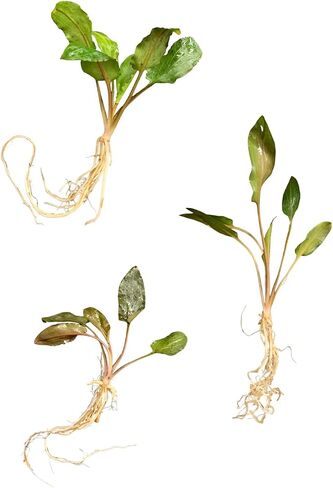 Cryptocoryne wendtii Brown, Green, Red Live Aquarium Plants Bundle (1 Pack) in Saudi Arabia