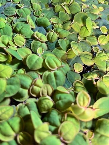 عوامة الجذر الأحمر - اطلب 2، سأشحن لك 3 - فيلانثوس فلويتان - حوالي 15-30 ورقة، جزء متوسط ​​- نبات حوض السمك الحي in Kuwait