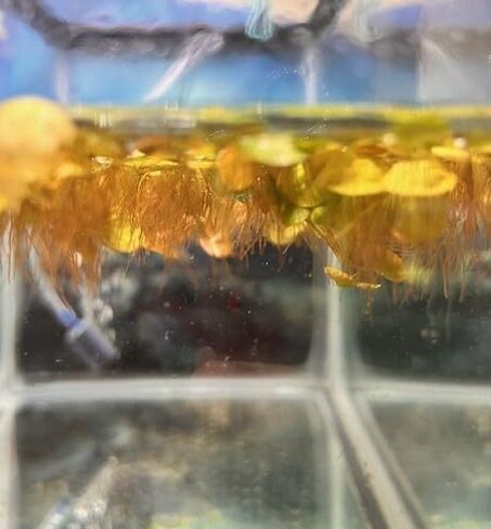 عوامة الجذر الأحمر - اطلب 2، سأشحن لك 3 - فيلانثوس فلويتان - حوالي 15-30 ورقة، جزء متوسط ​​- نبات حوض السمك الحي in Kuwait