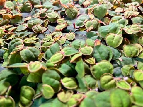 عوامة الجذر الأحمر - اطلب 2، سأشحن لك 3 - فيلانثوس فلويتان - حوالي 15-30 ورقة، جزء متوسط ​​- نبات حوض السمك الحي in Kuwait