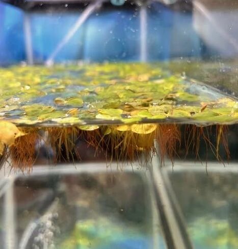 عوامة الجذر الأحمر - اطلب 2، سأشحن لك 3 - فيلانثوس فلويتان - حوالي 15-30 ورقة، جزء متوسط ​​- نبات حوض السمك الحي in Kuwait