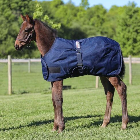 STORM SHIELD Euro Fit Bellyband Foal Horse Turnout Blankets | Mini Horse Blanket | Turnout Blankets for Horses Waterproof | Foal Blanket | Winter Horse Blankets in Saudi Arabia