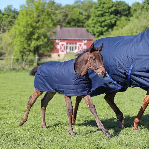 STORM SHIELD Euro Fit Bellyband Foal Horse Turnout Blankets | Mini Horse Blanket | Turnout Blankets for Horses Waterproof | Foal Blanket | Winter Horse Blankets in Saudi Arabia
