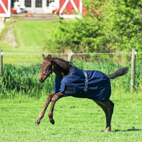 STORM SHIELD Euro Fit Bellyband Foal Horse Turnout Blankets | Mini Horse Blanket | Turnout Blankets for Horses Waterproof | Foal Blanket | Winter Horse Blankets in Saudi Arabia
