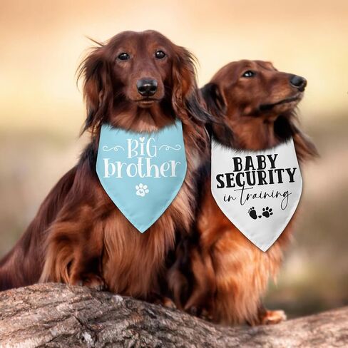 2 Packs Big Brother Dog Bandana Pregnancy Announcement Baby Security in Training Baby Announcement Blue Pet Dog Triangle Scarf Accessories for Small Medium Large Dogs Cats in Kuwait