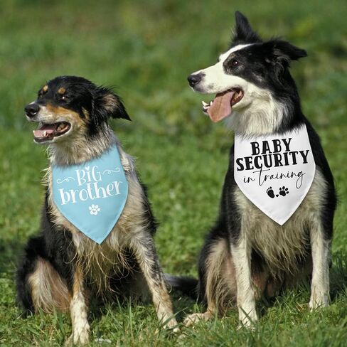 2 Packs Big Brother Dog Bandana Pregnancy Announcement Baby Security in Training Baby Announcement Blue Pet Dog Triangle Scarf Accessories for Small Medium Large Dogs Cats in Kuwait