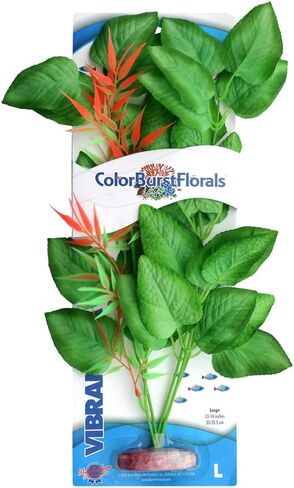 ColorBurstFlorals Marshwood نبات حوض السمك الحريري الكبير in Kuwait
