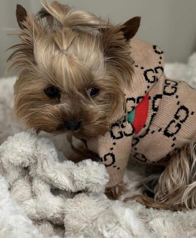 Designer Dog Sweater | Grrruci Dog Hoodie Sweater Brown SM in Saudi Arabia
