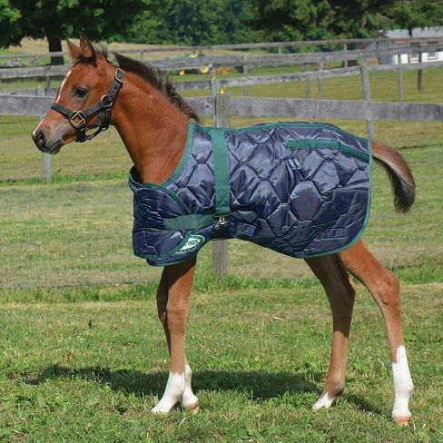 Foal Blanket Adjustable 420D, Navy (Medium) in Saudi Arabia