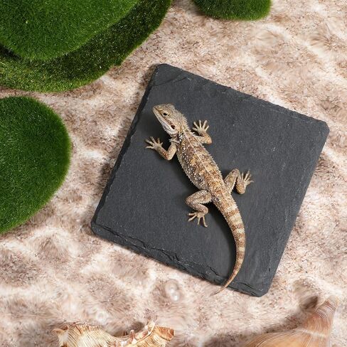 لوح للسلحفاة 3.9 × 3.9 بوصة منصة تشمس السلحفاة حجر الفرح للزواحف ملحقات التنين الملتحي للسحالي والحرباء والأبراص والسلاحف والزواحف in Kuwait