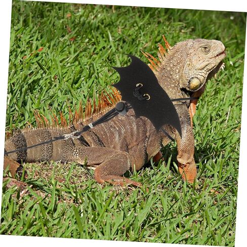 Generic 2 Sets Bearded Dragon Leash Small Pet Reptile Traction Rope for Squirrels and Lizards Premium with Easy to Wear and Stylish Wing Design Secure Outdoor Walking Harness in Saudi Arabia