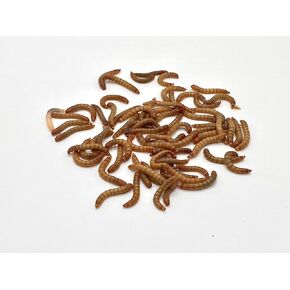 Live Mealworms - Phat Jack Farms (1000) in Kuwait
