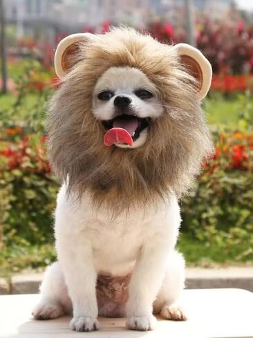 Lion-Shaped Pet Headwear Pet Hat - Adorable and Comfortable for Cats, Medium Size Neck Circumference 12.6 inchs in Saudi Arabia