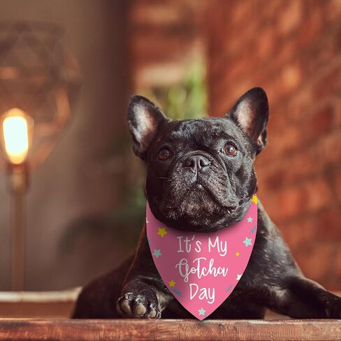 It's My Gotcha Day Dog Bandana، لوازم حفلات أعياد الميلاد، دعائم الصور للحيوانات الأليفة، وشاح مثلث لطيف ومضحك للكلاب المتوسطة الكبيرة، هدايا لمحبي الكلاب (وردي) in Kuwait