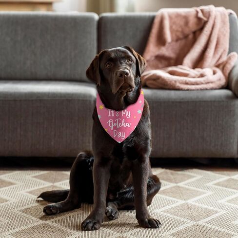 It's My Gotcha Day Dog Bandana، لوازم حفلات أعياد الميلاد، دعائم الصور للحيوانات الأليفة، وشاح مثلث لطيف ومضحك للكلاب المتوسطة الكبيرة، هدايا لمحبي الكلاب (وردي) in Kuwait