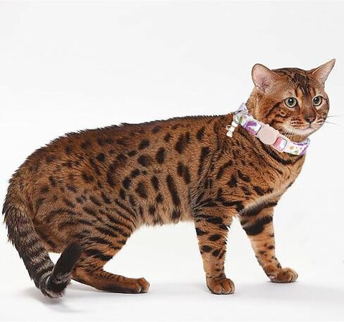 Elegant little tail 2 Pack Cat Collar- Christmas Cat Collars Breakaway with Bell Pendant Wedding Kitten Boy Girl Safety Adjustable 7-12 Inch Collar for Small Cats Puppy in Kuwait