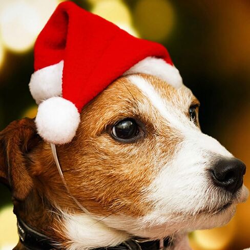 2PCS Cat Christmas Costume Set, Santa Hat with Adjustable Tie & Scarf Outfit, Festive Holiday Outfit for Puppy Kitten Christmas Parties & Photos, Medium in Saudi Arabia