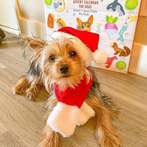 2PCS Cat Christmas Costume Set, Santa Hat with Adjustable Tie & Scarf Outfit, Festive Holiday Outfit for Puppy Kitten Christmas Parties & Photos, Medium in Saudi Arabia