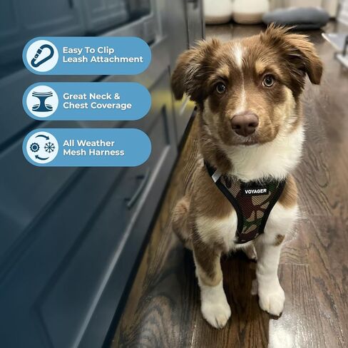 أفضل أدوات الحيوانات الأليفة Voyager Step-in Air Harness - شبكة لجميع الأحوال الجوية، عاكسة للضوء، لا يوجد حزام سحب للكلاب والقطط - آمن مع مشبك وحلقة تثبيت، إبزيم، حلقات مزدوجة على شكل حرف D - فوشيا بلونين، مقاس M in Kuwait