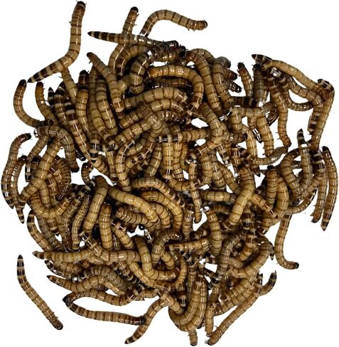 100ct Live Superworms - Kingworms- Live Arrival Guarantee in Kuwait