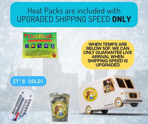 100ct Live Superworms - Kingworms- Live Arrival Guarantee in Kuwait