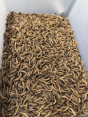 100ct Live Superworms - Kingworms- Live Arrival Guarantee in Kuwait