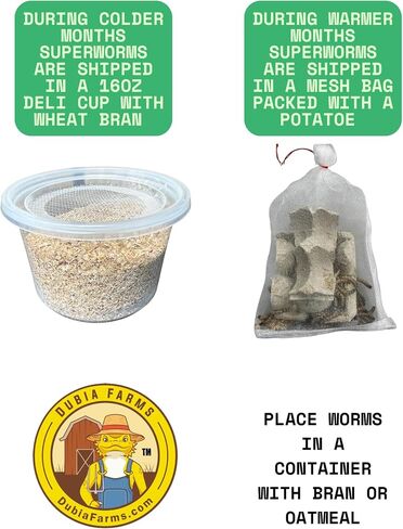 100ct Live Superworms - Kingworms- Live Arrival Guarantee in Kuwait