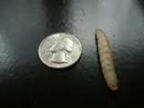 BITE ME WAXWORMS بالجملة 1000 ديدان الشمع الحية/عث النحل بالجملة أفضل طُعم لصيد الأسماك وأغذية الزواحف وحدائق الحيوان وإعادة التأهيل in Kuwait